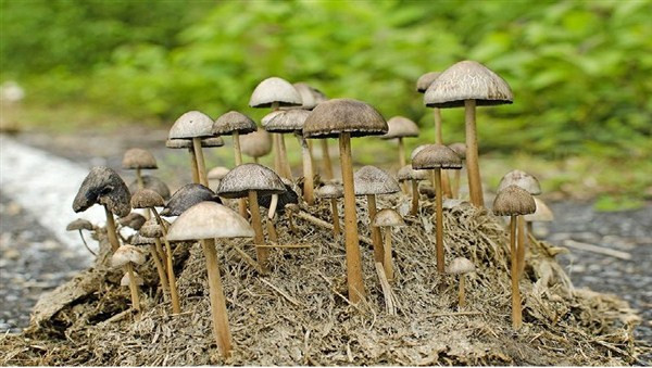 Khi tiêm dung dịch này, anh ta hy vọng sẽ làm giảm các triệu chứng của rối loạn lưỡng cực và tránh lệ thuộc vào opioid, nhưng cuối cùng anh ta nhanh chóng hôn mê, da chuyển sang vàng và nôn ra máu. Người đàn ông sống sót, nhưng cần phải dùng thuốc kháng sinh và thuốc chống nấm để loại bỏ chất vi nấm thần kinh ra khỏi máu.