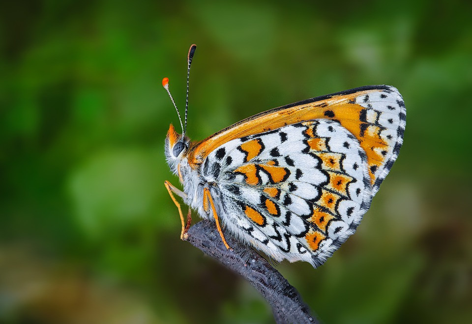 Thí nghiệm này đã cung cấp cho các nhà khoa học kiến thức khác lạ hơn về khả năng tiến hóa cộng sinh trong giới tự nhiên.