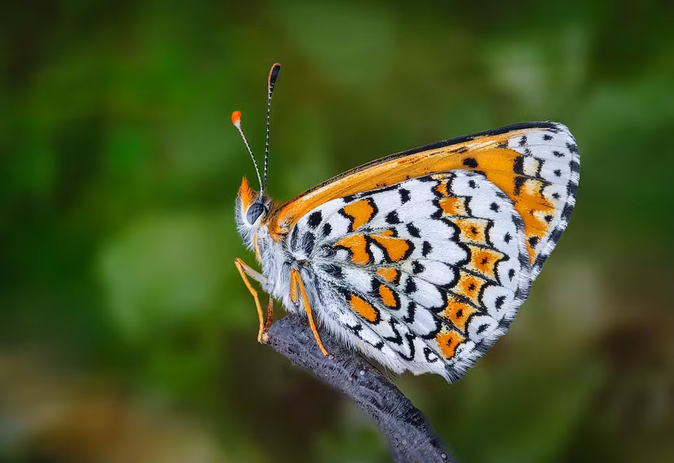 Thí nghiệm này đã cung cấp cho các nhà khoa học kiến thức khác lạ hơn về khả năng tiến hóa cộng sinh trong giới tự nhiên.