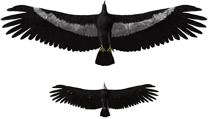 Đứng cao hai mét, Argentavis cao hơn một con người với sải cánh dài bảy mét! Loài chim này là một kẻ săn mồi đáng sợ và các nhà nghiên cứu tin rằng, loài Argentavis có thể ăn thịt cả đồng loại.