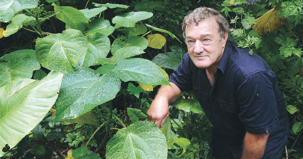 Nó đã khiến một số lượng lớn người tự tử sau khi đụng phải loại lá này. Không có thuốc giải độc, và có thể mất vài tháng, thậm chí nhiều năm để chữa lành cơn đau ngoài sức tưởng tượng này.