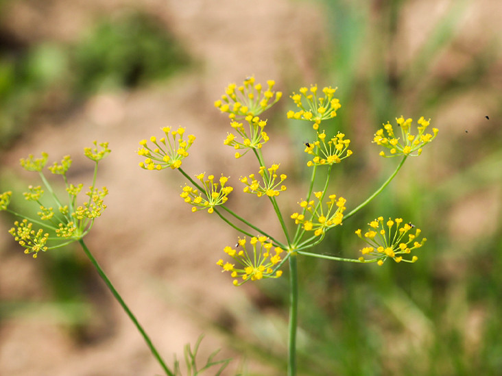 Lá của cây Wild Parsnip có nhựa nguy hiểm chứa chất hóa học được gọi là “furanocoumarins”. Hóa chất này có thể gây hại cho làn da bao gồm bỏng và phồng rộp nghiêm trọng trong vòng 24 đến 48 giờ, nếu đồng thời da tiếp xúc với ánh sáng mặt trời.