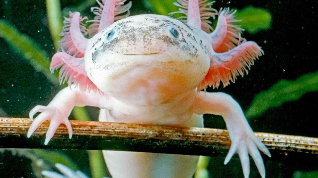 Axolotl là một trong những loài lưỡng cư độc nhất trên thế giới. Chúng cũng có khả năng tái tạo hầu hết các bộ phận cơ thể. Mặc dù axolotls gần như tuyệt chủng ở Mexico, tuy nhiên chúng vẫn sinh trưởng mạnh trong điều kiện nuôi nhốt. Nguồn: Dân Trí.