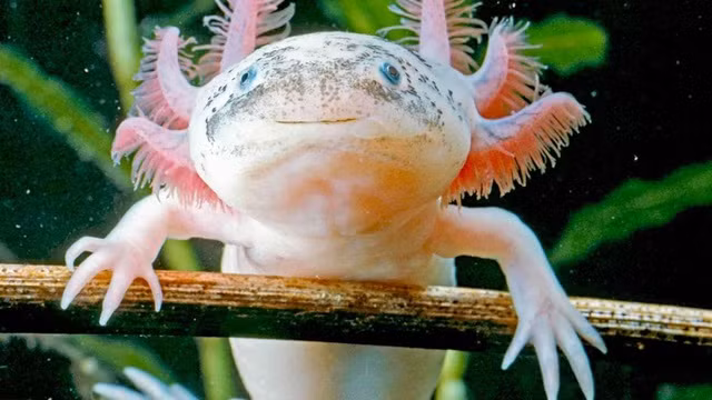 Axolotl là một trong những loài lưỡng cư độc nhất trên thế giới. Chúng cũng có khả năng tái tạo hầu hết các bộ phận cơ thể. Mặc dù axolotls gần như tuyệt chủng ở Mexico, tuy nhiên chúng vẫn sinh trưởng mạnh trong điều kiện nuôi nhốt. Nguồn: Dân Trí.