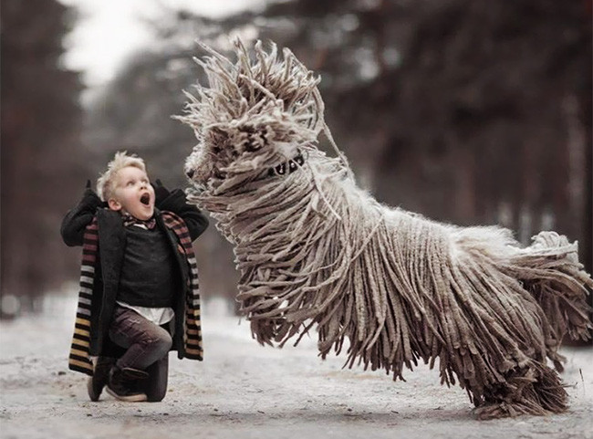 Komondor, còn được gọi là chó chăn cừu Hungary, là một giống chó chăn gia súc lớn, có màu trắng của Hungary, với những sợi lông dài màu trắng trông giống như một cây lau nhà. Bộ lông thường có xu hướng xoắn lại khi chó trưởng thành. Nguồn: B.P.
