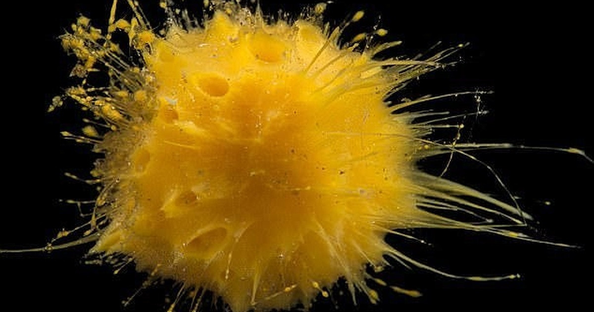 br/> Bọt biển biển là động vật ăn lọc, tức là chúng hút các hạt như sinh vật phù du và vi khuẩn từ nước để nuôi dưỡng cơ thể. Tuy nhiên, các lỗ chân lông của bọt biển có thể bị tắc do chất bẩn mà chúng không tiêu hóa.