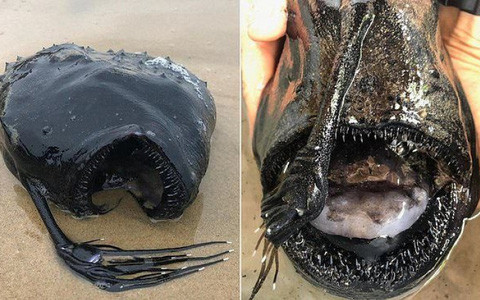 Nhưng khi một người lướt sóng quan tâm đến gần, rõ ràng đây là một điều gì đó đặc biệt.