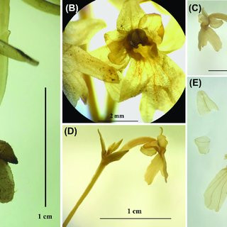 Nguyên nhân là vì nó mọc trên đá rêu nhưng dưới rừng hỗn giao của vùng rừng lá rộng và rừng lá kim ở độ cao 2.680 m so với mực nước biển.