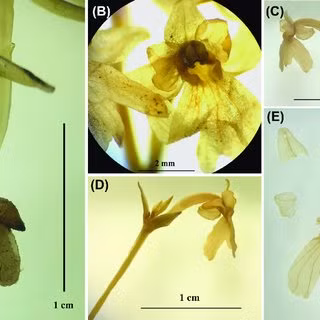Nguyên nhân là vì nó mọc trên đá rêu nhưng dưới rừng hỗn giao của vùng rừng lá rộng và rừng lá kim ở độ cao 2.680 m so với mực nước biển.