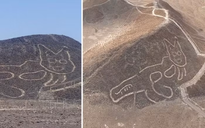 Theo lịch sử thì loài mèo này được người dân Andean bản địa coi là con vật linh thiêng. Nó được xây dựng bởi nền văn minh Nazca vào khoảng 2.200 năm trước.