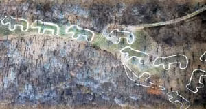 Những geoglyph này được xây dựng trong thiên niên kỷ đầu tiên sau Công nguyên do một bộ tộc da đỏ ở Mỹ làm nên.