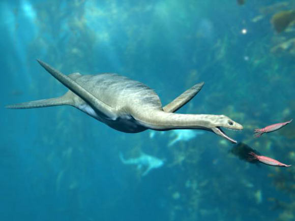 Chúng có cổ dài, hàm răng sắc nhọn và thường chỉ ăn cá, nhưng có khi cũng ăn thịt cả các loài sinh vật to lớn khác, bao gồm cả khủng long trên đất liền.