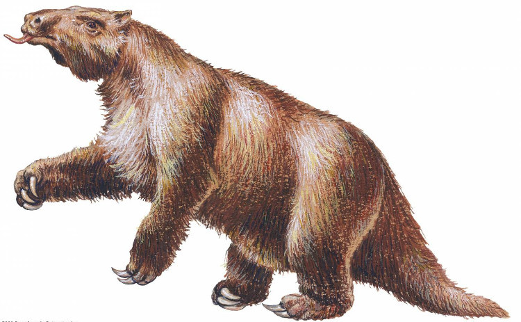 Mặc dù có 4 chân, giống như các loài linh trưởng, lười đất thường xuyên di chuyển bằng hai chân. Khi đứng trên hai chân sau, nó cao khoảng 6m, gấp hai lần chiều cao của voi khổng lồ.