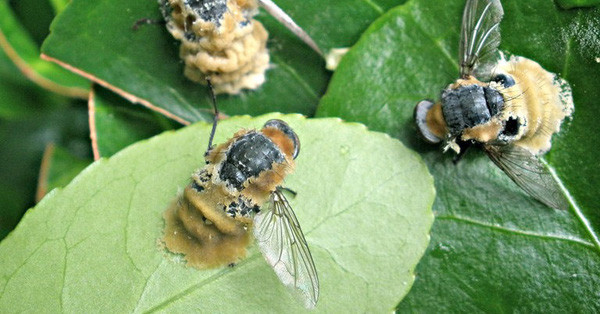 Những phát hiện này mở ra nhiều cơ hội cho nghiên cứu sâu hơn, đặc biệt là về các chất xua đuổi ruồi hiệu quả - ruồi có khả năng lây nhiễm cho con người các bệnh khác nhau. Bên cạnh đó, sesquiterpenes có thể được sử dụng để dụ ruồi khỏi một số khu vực nhất định, chẳng hạn như nơi chuẩn bị thức ăn.