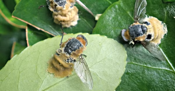 Những phát hiện này mở ra nhiều cơ hội cho nghiên cứu sâu hơn, đặc biệt là về các chất xua đuổi ruồi hiệu quả - ruồi có khả năng lây nhiễm cho con người các bệnh khác nhau. Bên cạnh đó, sesquiterpenes có thể được sử dụng để dụ ruồi khỏi một số khu vực nhất định, chẳng hạn như nơi chuẩn bị thức ăn.
