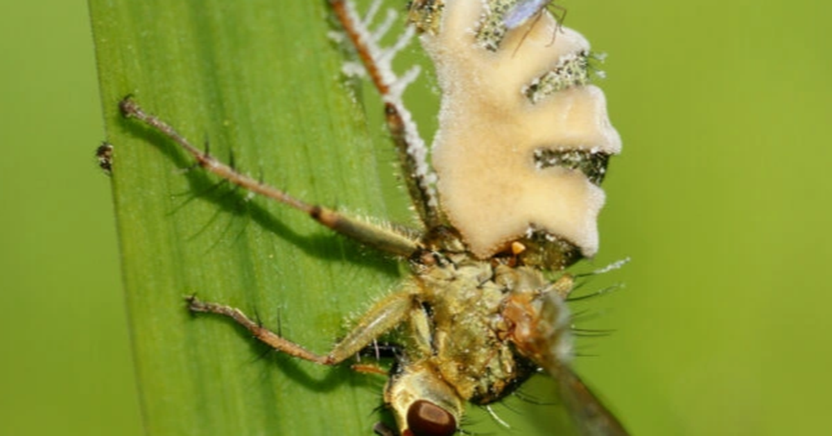 Các nhà khoa học từ Đại học Copenhagen Đan Mạch và Đại học Khoa học Nông nghiệp Thụy Điển đã phát hiện ra loài nấm Entomophthora muscae vừa có một chiến lược sinh tồn rất hấp dẫn, vừa có khả năng biến ruồi thành thây ma.