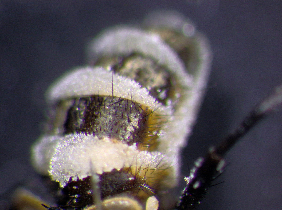 Cụ thể, loài nấm này lây nhiễm và giết chết con cái, sau đó tạo ra “tình dược” bằng cách giải phóng các chất hóa học thu hút những con ruồi đực giao phối với ruồi cái đã chết này. Bằng cách này, nấm có thể lây nhiễm sang ruồi đực, từ đó tạo điều kiện cho nấm có thêm một con đường lây lan.