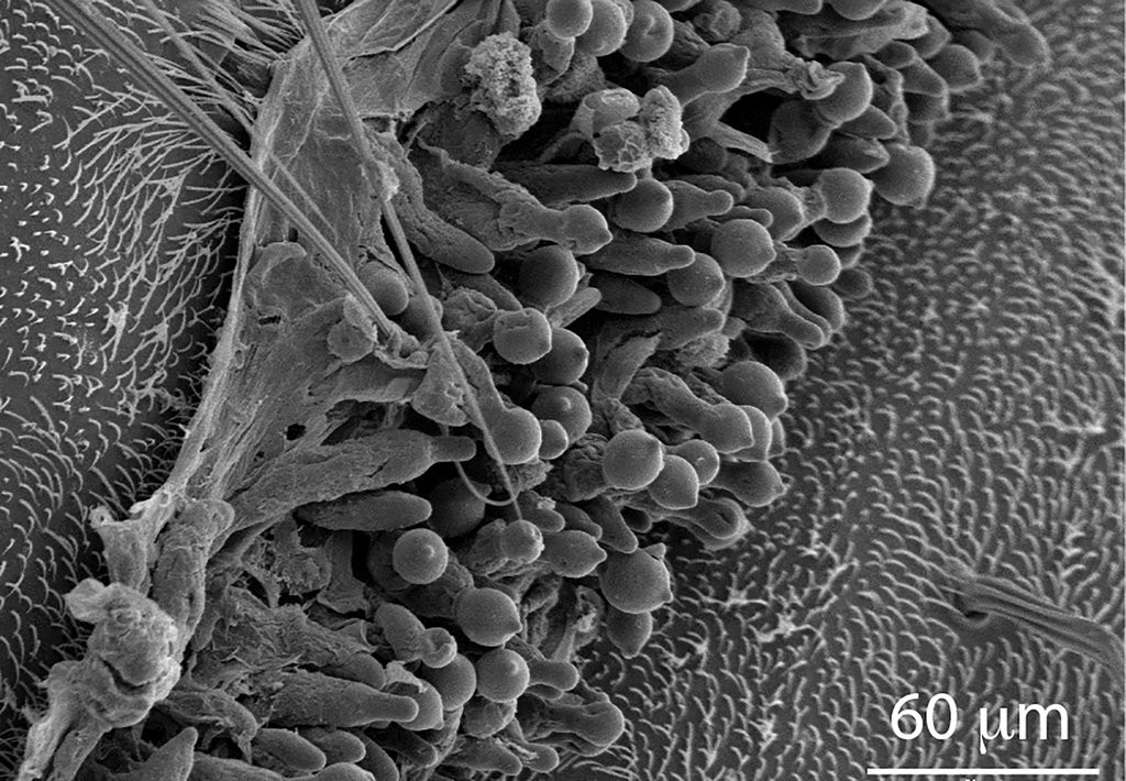 br/> Khi các bào tử của nấm E. muscae đã nhiễm vào ruồi cái, nó sẽ bắt đầu nhân lên. Sau khoảng 6 ngày, nấm có thể kiểm soát hành vi của côn trùng, đưa nó lên vị trí cao nhất có thể (chẳng hạn như trên tường hoặc cây) trước khi chết. Bào tử nấm sau đó sẽ phát ra từ ruồi cái đã chết, hy vọng sẽ đáp xuống con ruồi khác.