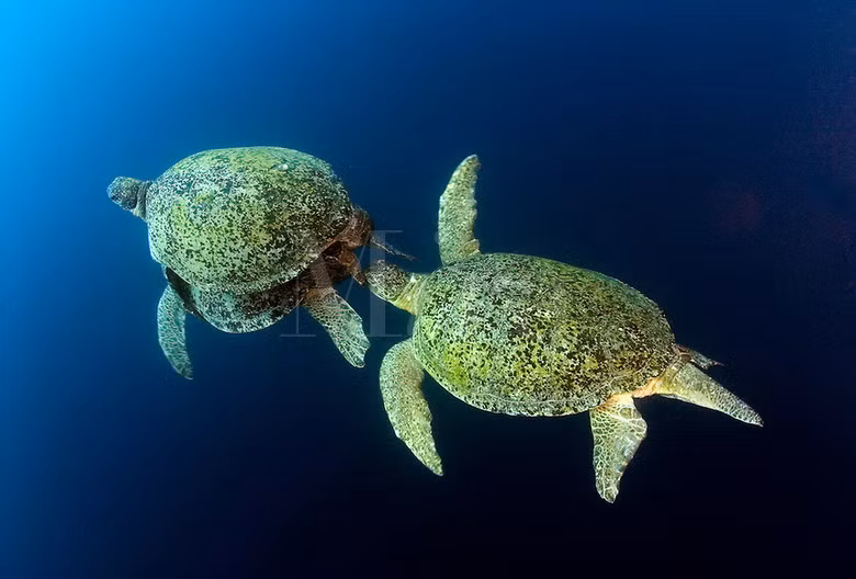 Giống như các loài rùa biển thường gặp, đồi mồi dứa di cư với khoảng cách khá xa giữa khu vực kiếm ăn và nơi sinh sản.