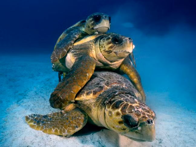 Loài vật này nổi tiếng với những cuộc " làm tình tập thể" khi đến mùa sinh sản.