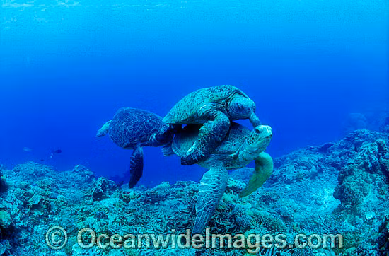 Do bị săn bắt ráo riết, bằng nhiều hình thức mang tính huỷ diệt và tình trạng ô nhiễm ở một số vùng nước ven bờ tăng lên mà ngày nay, số lượng của chúng bị suy giảm nghiêm trọng.