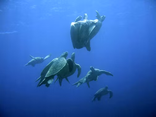 Đây là một tập tính hiếm thấy ở các loài rùa và bò sát khác.