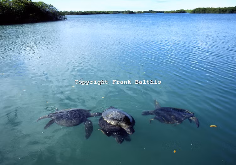 Đó là lý do khiến đồi mồi dứa đã được đưa vào Sách Đỏ Việt Nam từ năm 2000.