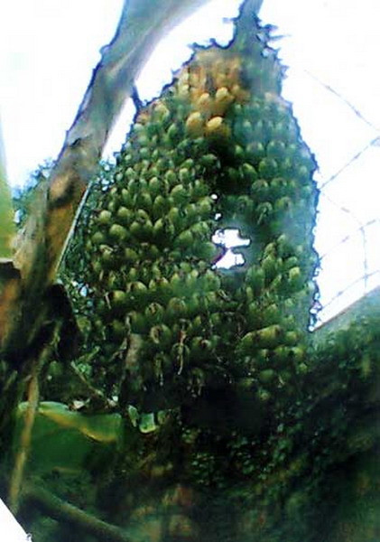 Cũng trong tháng 6/2012, tại nhà chị Loan, anh Oánh (ở xã Nghĩa Trụ, Văn Giang, Hưng Yên) có một cây chuối xuất hiện buồng rất lạ. Cây chuối bắt đầu trổ một hoa, nhưng được vài nải thì tõe ra thành hai hoa chuối, cong cong dài dần xuống và buồng chuối có hình gần với hình tròn.