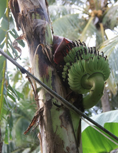 Cũng trong tháng 8/2013, cây chuối trong vườn nhà anh Trần Tiến Khương (số 158/14 hương lộ Ngọc Hiệp, TP.Nha Trang) trổ một buồng chuối rất lạ: buồng chuối đâm ra từ giữa thân cây, gấp khúc rồi trổ ngược lên trời.