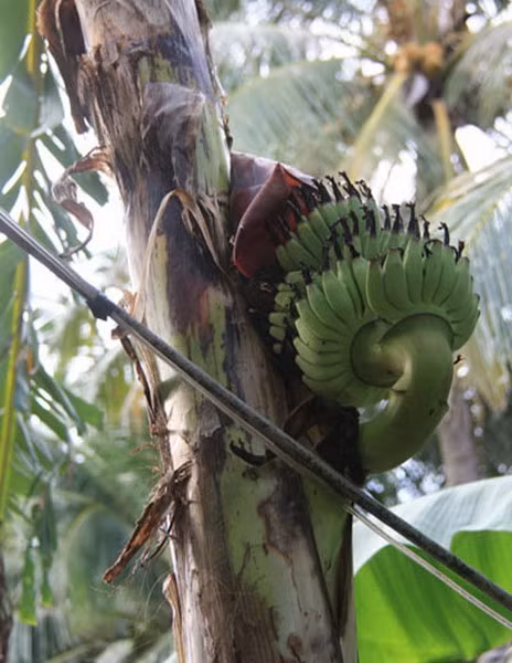 Cũng trong tháng 8/2013, cây chuối trong vườn nhà anh Trần Tiến Khương (số 158/14 hương lộ Ngọc Hiệp, TP.Nha Trang) trổ một buồng chuối rất lạ: buồng chuối đâm ra từ giữa thân cây, gấp khúc rồi trổ ngược lên trời.