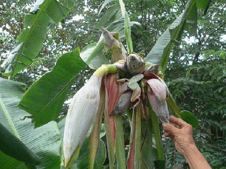 Tháng 6/2012, Cây chuối nhà bà Nguyễn Thị Nhung đã khiến người dân Lai Phước, Đông Lương, Đông Hà, Quảng Trị vô cùng kinh ngạc khi ra 6 buồng trên một cây.