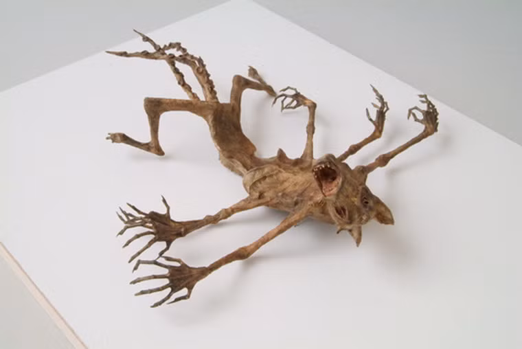 Nếu không được giới thiệu trước, không ít người sẽ tưởng rằng đây là những tiêu bản "bằng xưng" bằng thịt.