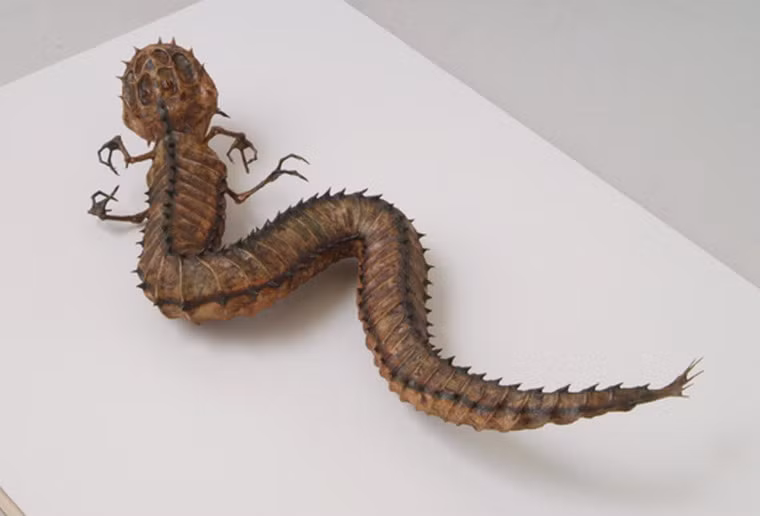 Tác giả của chúng là nghệ sĩ người Nhật Bản Hajime Emoto.