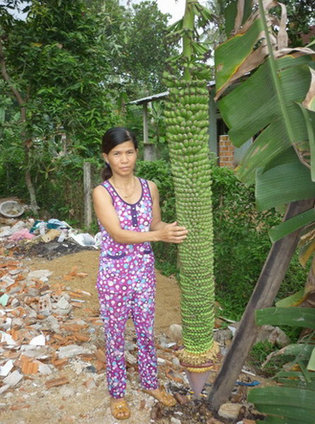 Tháng 8/2013, nhiều người dân ở xã Hoài Đức, huyện Hoài Nhơn, tỉnh Bình Định đang xôn xao trước cây chuối của một hộ gia đình trong xã. Cây chuối này trổ buồng với hơn 180 nải chuối.