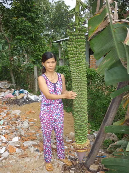 Tháng 8/2013, nhiều người dân ở xã Hoài Đức, huyện Hoài Nhơn, tỉnh Bình Định đang xôn xao trước cây chuối của một hộ gia đình trong xã. Cây chuối này trổ buồng với hơn 180 nải chuối.