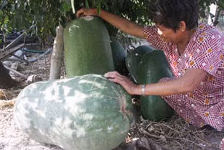Từ bao năm qua, làng Chánh Trạch (Phù Mỹ, Bình Định) là nguyên quán của một sản vật kỳ lạ: những quả bí đao khổng lồ. Hầu hết vườn nhà nào ở làng cũng có trồng vài giàn bí với những quả to lủng lẳng. Mỗi quả bí đao bình thường ở nhiều vùng quê khác chỉ nặng chừng 7 - 10 kg, vậy mà bí đao Chánh Trạch đều nặng từ 40 - 50 kg, thậm chí có nhiều quả dài cả mét, đường kính 0,6 mét, nặng gần 1 tạ. Chưa có ai lý giải được vì sao ở làng quê Chánh Trạch lại trồng được những giàn bí đao "khủng" như vậy. Ảnh: Dân Việt.