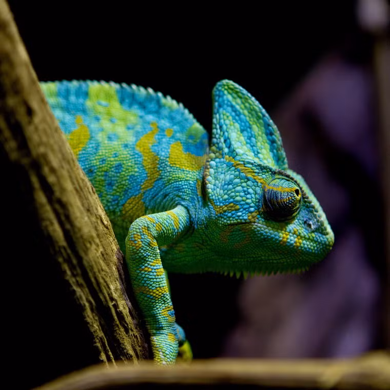 Không chỉ có hình thù hết sức cổ quái, những con bò sát này nổi bật với khả năng đổi màu như phù thủy, gồm các màu gồm hồng, xanh dương, đỏ, da cam, xanh ngọc, vàng và màu xanh lá cây.