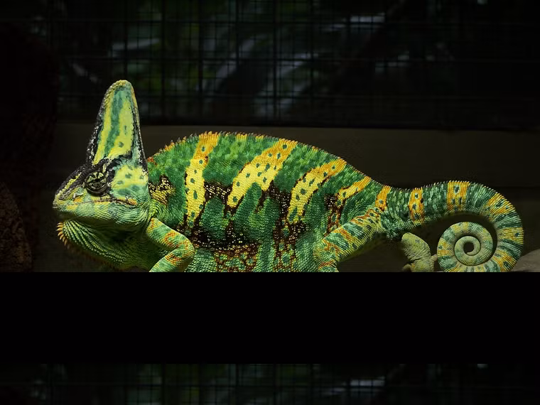 Loài tắc kè hoa được nuôi phổ biến nhất là Veiled Chameleon (trong ảnh). Một loài khác là Panther Chameleon có vằn đỏ vàng cũng rất được ưa chuộng.