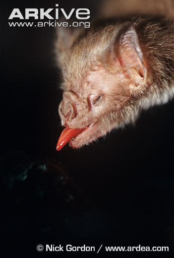 Mặc dù có hình dáng và tập tính đáng sợ, dơi quỷ lại là loài vật rất "nhân ái". Chúng sẵn sàng chia sẻ một phần máu mình hút được cho những con dơi bị đói do không tìm được thức ăn.