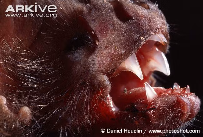 Hàm răng của dơi quỷ sắc như dao cạo, khiến những nạn nhân của chúng hầu như không có cảm giác đau đớn khi bị cắn.