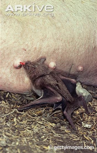 Nước bọt của dơi quỷ đóng vai trò quan trọng trong việc hút máu, vì chúng chứa các hợp chất chống đông máu và chống lại sự co thắt của các mạch máu gần vết thương, đảm bảo cho máu liên tục rỉ ra.