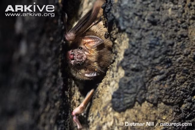 Dơi quỷ hoàn toàn có khả năng làm chết người bằng việc hút máu của mình. Theo thống kê, khoảng 0,5% số cá thể dơi quỷ mang mầm bệnh dại. Hàng năm , có vài trường hợp người mắc bệnh dại do bị dơi cắn ở Mỹ. Tuy vậy, con số này chẳng thấm vào đâu so với số người mặc bệnh dại do chó cắn.