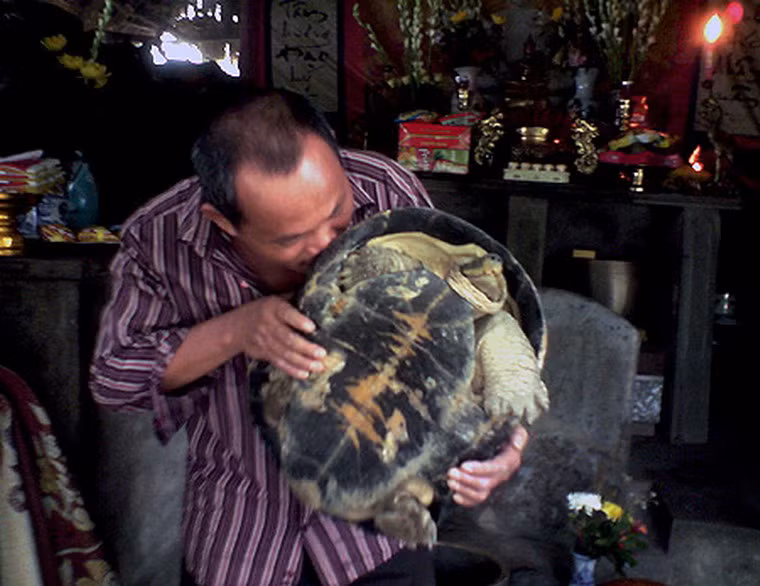 Theo lời kể của ông Bình - người giữ chùa thì “Tôi đang quét dọn thì bỗng phát hiện hai cụ rùa ẩn sau Chùa Đại Tuệ. Hai cụ nằm im lặng, không nhúc nhích. Tôi đã thắp hương cầu khấn, xin được bế hai cụ vào trong chùa cho nghỉ…”. Sự có mặt của hai "cụ" rùa được người dân địa phương coi là điềm linh. Rất nhiều người đã đến chiêm bái hai “cụ”. Có người còn ôm hôn “cụ” rùa thắm thiết.