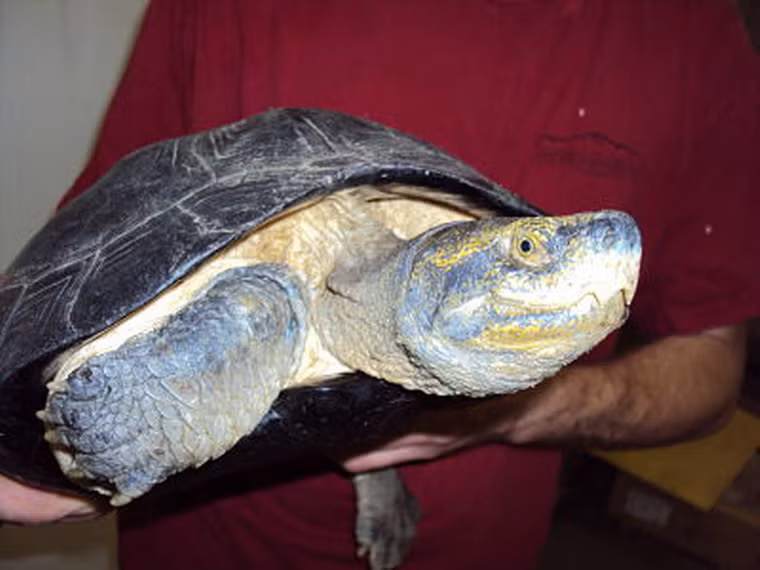 Đặc biệt, rùa răng là loài rùa đầm (họ rùa bán cạn, ưa sống gần môi trường ao, hồ, đầm) lớn nhất Việt Nam. Chiều dài mai của chúng có thể tới 50cm, cân nặng 20kg. Dựa trên điều này, những cá thể rùa xuất hiện ở Nghệ An chỉ có kích cỡ trung bình.