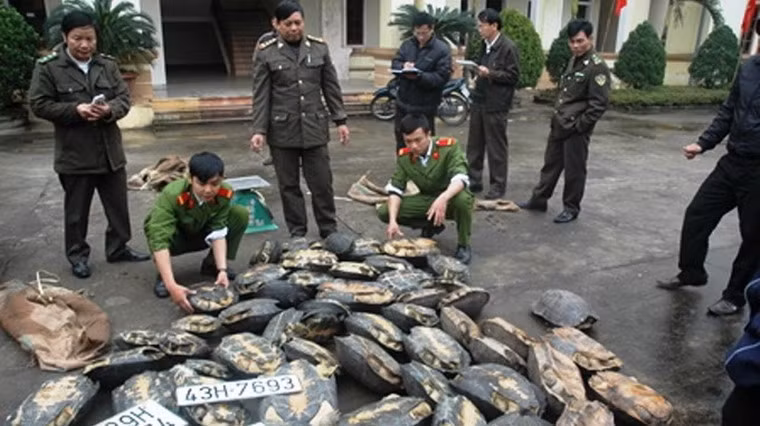 Theo các thông tin báo chí, khu vực Nghệ An, Hà Tĩnh là một điểm trung chuyển lớn động vật hoang dã trái phép của giới buôn lậu từ Nam Bộ, Lào và Campuchia đến Trung Quốc. Đã có nhiều vụ bắt giữ rùa răng với số lượng lớn trên địa bàn này. Rất có thể những cá thể rùa răng được người dân phát hiện là “rơi rớt” từ các đường dây buôn lậu kể trên. Trong ảnh là hàng chục cá thể rùa răng được kiểm lâm Hà Tĩnh thu giữ tháng 1/2013 Ảnh: Tuổi Trẻ.