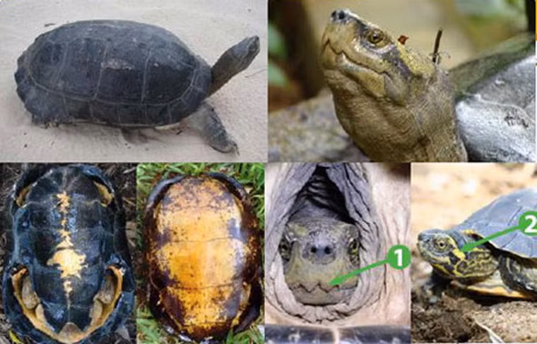 Cụ thể đó là loài rùa có tên gọi là rùa răng, tên khoa học Heosemys annandalii). Loài rùa này có đặc điểm mai thuôn dài màu xám đậm đến đen, đầu nhỏ màu vàng nhạt có các đốm đen, hàm có khứa hình răng đặc trưng, yếm đen có dải vàng ở giữa hoặc vàng với vệt đen phía ngoài. Rùa càng ít tuổi càng có màu rực rỡ.