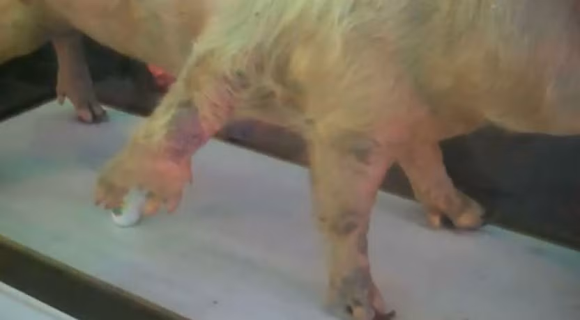 Lợn 5 chân trong một bộ sưu tập động vật quái thai ở Việt Nam. Hình ảnh cắt từ clip do một du khách quốc tế đăng tải trên Youtube.