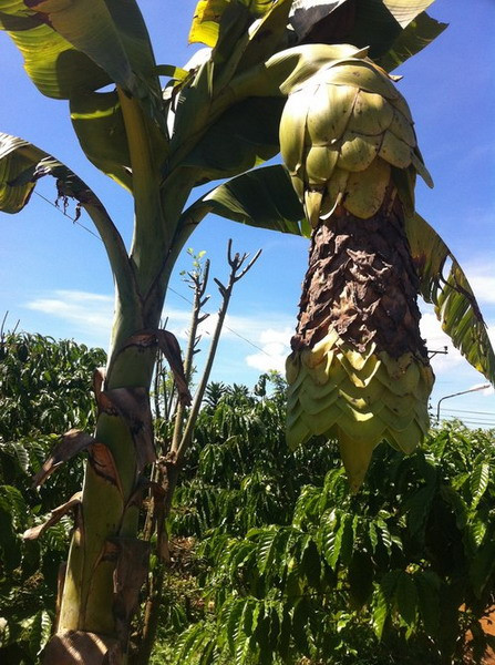 Tháng 7/2013, Một cây chuối ở tỉnh Lâm Đồng có "biểu hiện lạ" khi không trổ buồng mà chỉ ra hoa rồi tàn, sau đó lại tiếp tục ra hoa. Hoa của cây chuối lạ có chiều dài khoảng 80 cm.