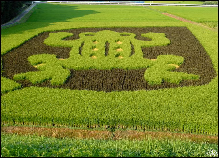 Theo thông lệ, vào tháng 4 hàng năm, dân làng sẽ họp để lên kế hoạch trồng lúa. Đến tháng 5 việc gieo hạt bắt đầu được tiến hành.