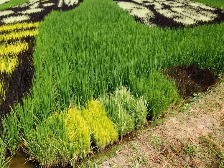 Có bốn màu sắc chính là xanh, vàng, trắng, tím than, được tạo nên từ 4 giống lúa khác nhau. Ngoài ra còn có cả màu nâu, màu đỏ...